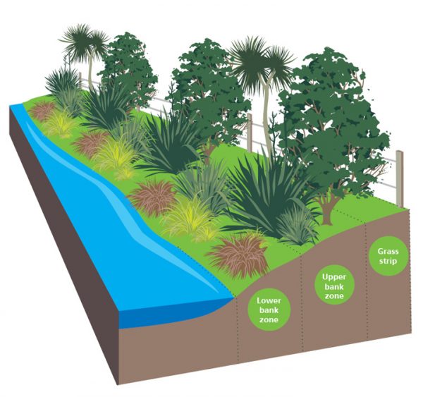 Riparian Planting- Planting to keep waterways clear - Northland Farm ...